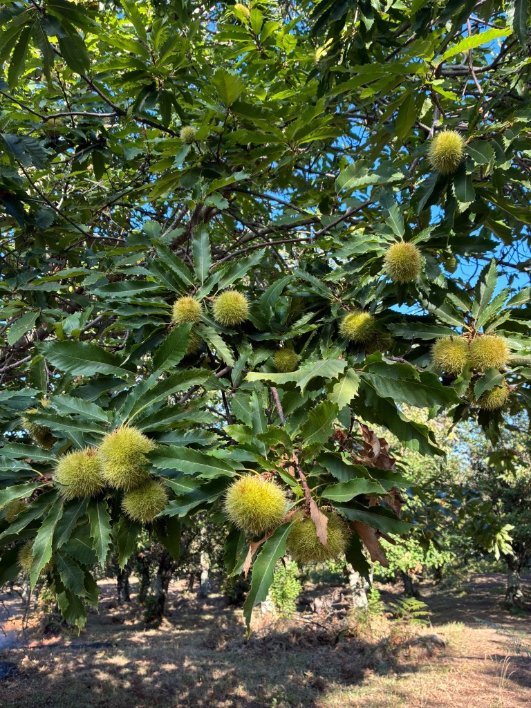 Castagne in maturazione sui rami nel bosco di Serino